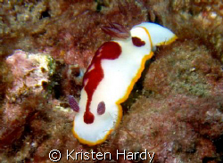 Lovely nudi. Taken with olympus mju770 with pt 035 housin... by Kristen Hardy 